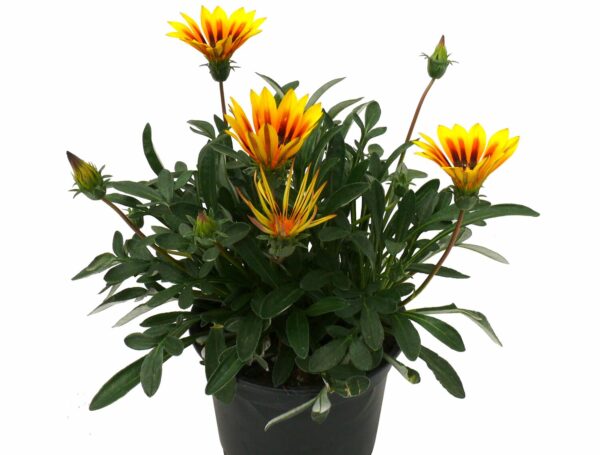 Gazania / Záporvirág