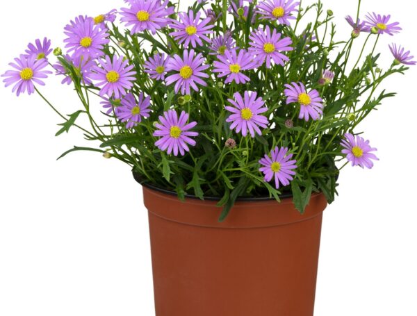 Ausztrál százszorszép