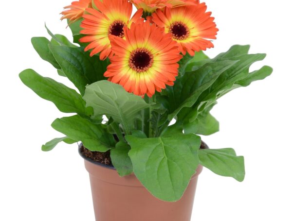 Gerbera