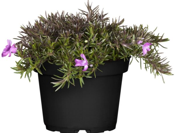 Árlevelű lángvirág