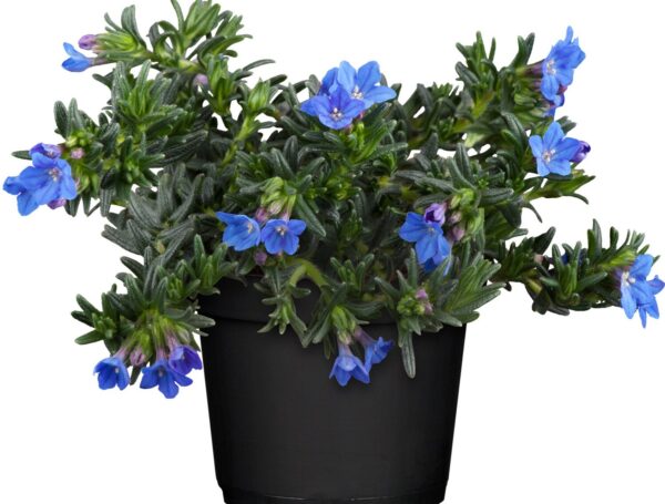 Lithadora / Kőmagcserje