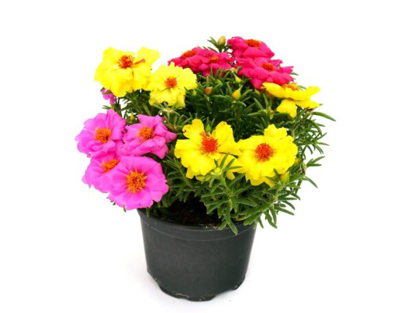 Porcsinrózsa / Kukacvirág